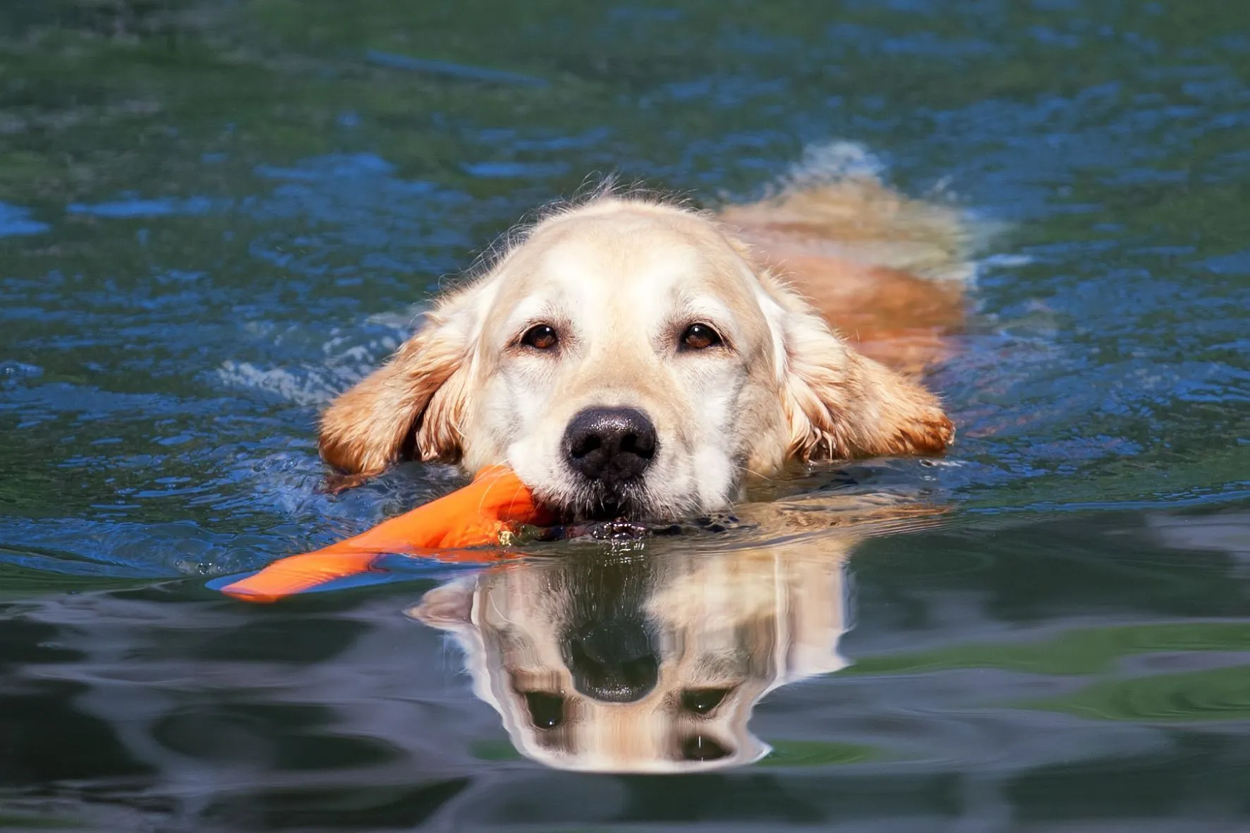 MSB+Blog+Dog+Park+2-1920w - MyStackBox Dog swimming in florida dog park