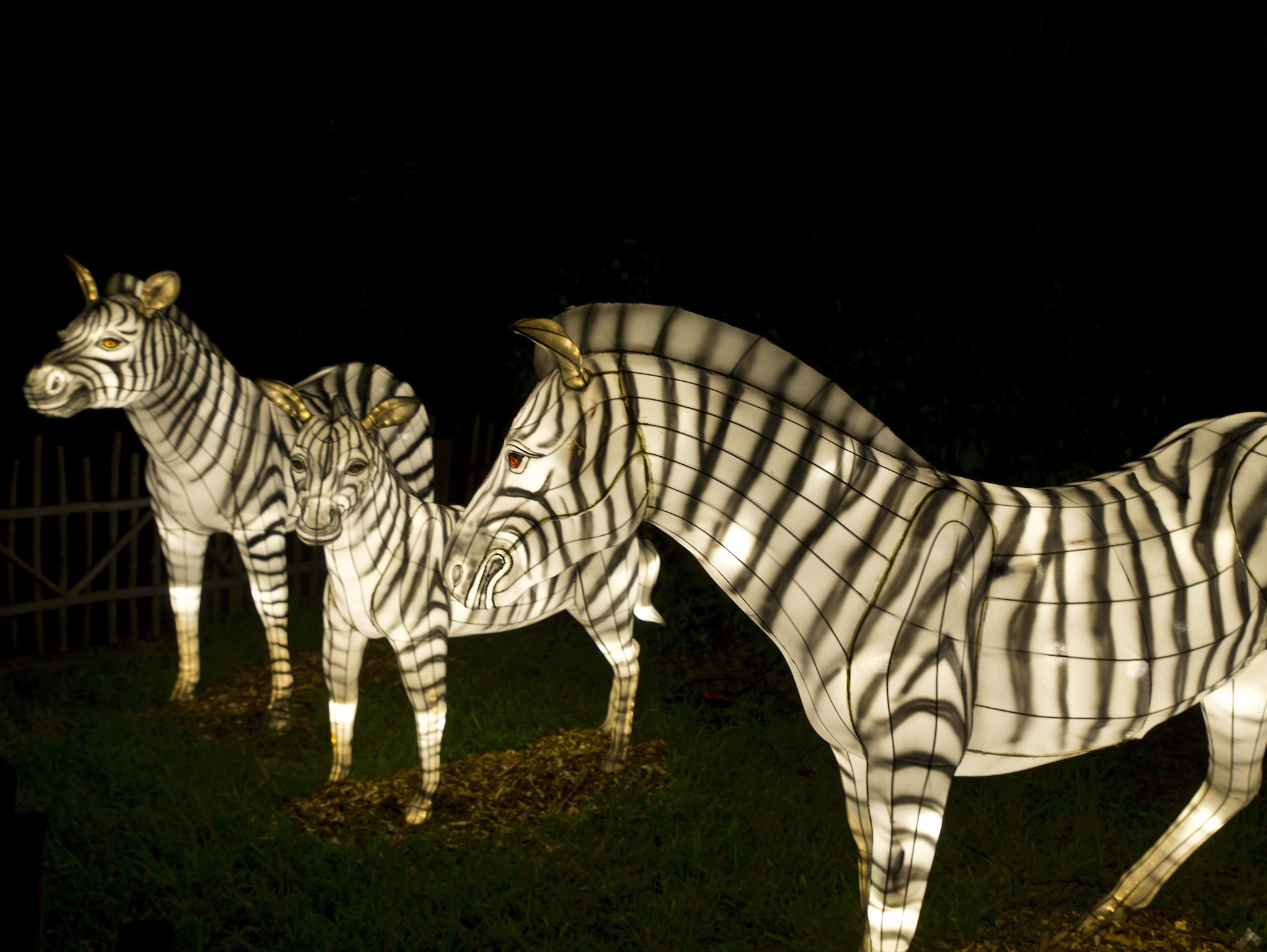image - MyStackBox Zebra lights at miami zoo