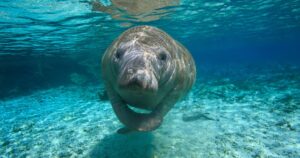 Manatee in florida