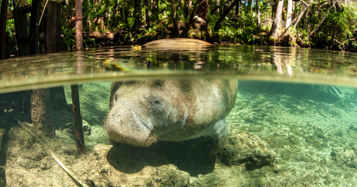 Manatee in florida