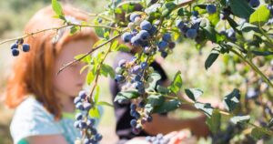 Picking blueberries
