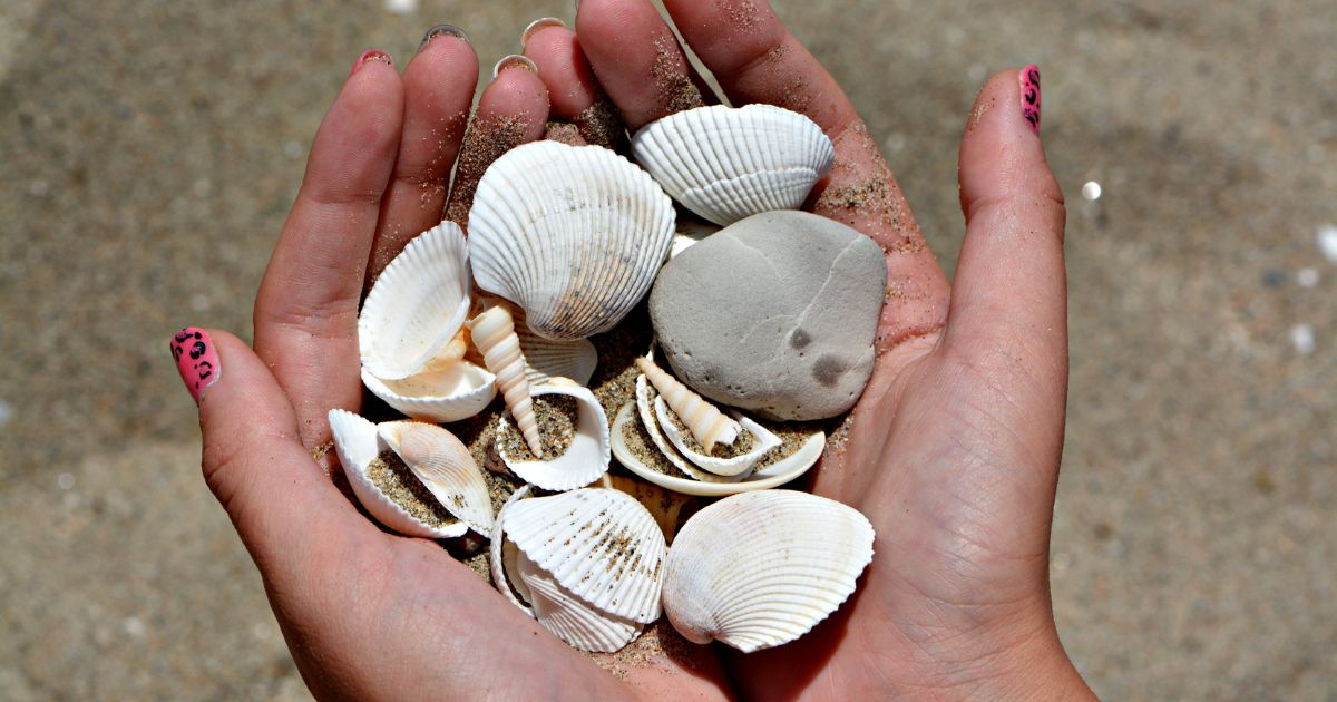 Person collecting shells