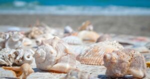 Shells on florida beach